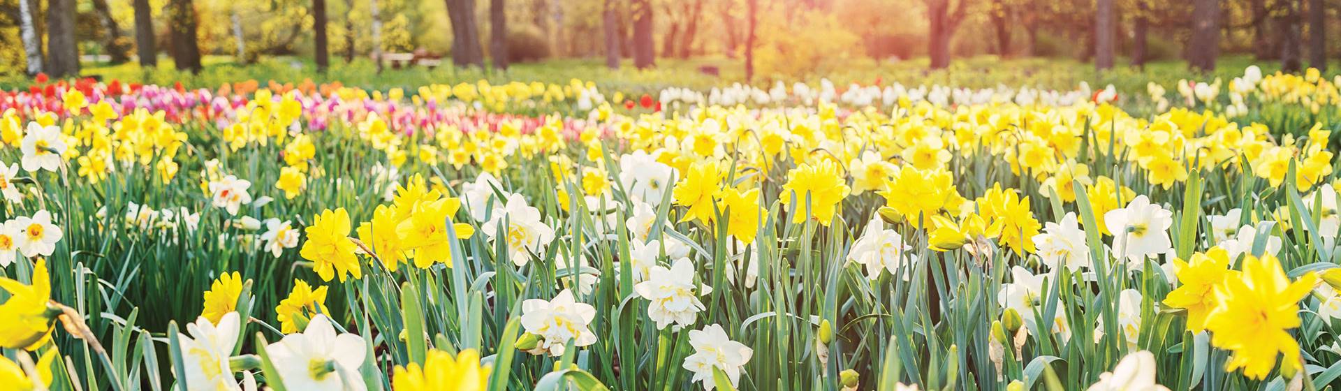 Thriplow Daffodil Festival